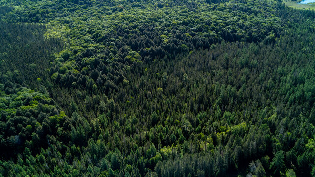 A beautiful high-angle drone photograph capturing a full-frame view of a dense Muskoka forest, showcasing the rich textures and contrasting greens of coniferous pine and deciduous spring trees.