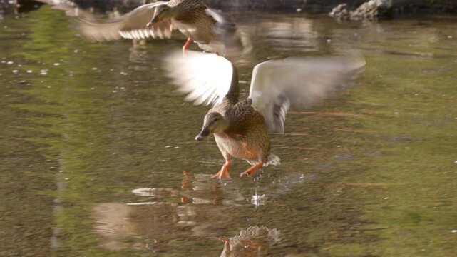 Mallard duck flying and landing on a lake in Oregon. Slow Motion.
