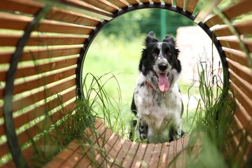 Fototapeta premium Cute dog running through wooden tunnel at training ground