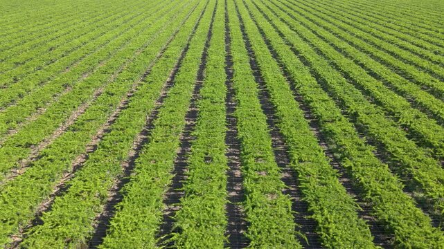 Aerial shot of rows of grape vines on a large farm in California&rsquo;s Central Valley