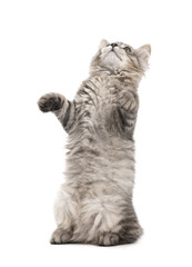Fototapeta premium Cute fluffy kitten on white background. Adorable pet