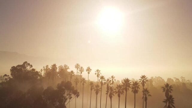 Aerial shot of fog and the rising sun behind a row of palm trees. Los Angeles California.