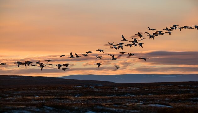 flock of barnacle geese flying over arctic tundra at sunrise with pastel sky and low horizon light showcasing seasonal migration in panoramic view