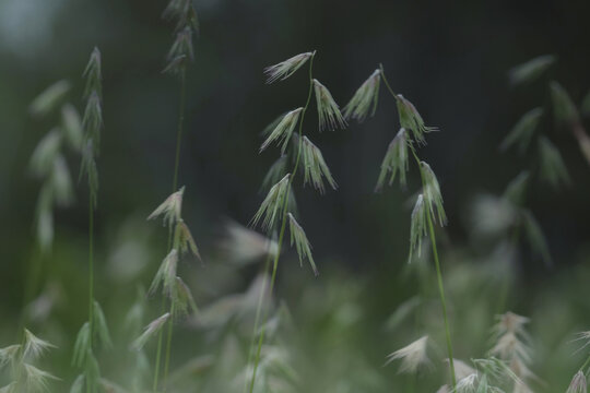 Close-up of native Texas grama grass in a meadow