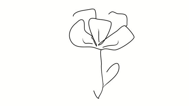 Flower, poppy, gardening, vegetation. Contour drawing, silhouett animation. Continuous line. Isolated on white. Video 4k object illustration self-drawing. Object construction. Minimalist continuous li