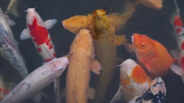 Colorful Koi Carp swimming in koi pond at Shukkeien Garden in Hiroshima, Japan, Japanese Nishikigoi Fish in park lake, Hiroshima prefecture, Carps in traditional Japanese garden, water garden