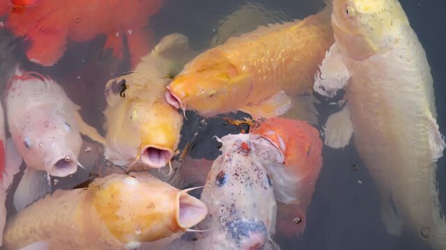 Colorful Koi Carp swimming in koi pond at Shukkeien Garden in Hiroshima, Japan, Japanese Nishikigoi Fish in park lake, Hiroshima prefecture, Carps in traditional Japanese garden, water garden