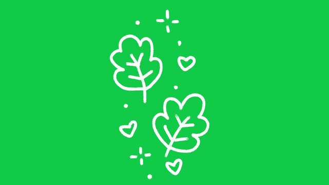 Hand Drawn Oak Leaves and Sparkles Outline Animation on Green Screen Overlay