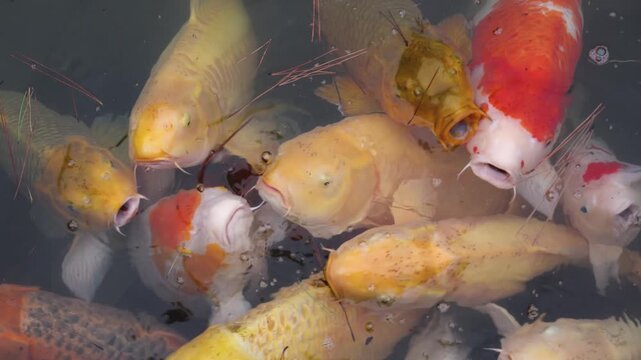 Colorful Koi Carp swimming in koi pond at Shukkeien Garden in Hiroshima, Japan, Japanese Nishikigoi Fish in park lake, Hiroshima prefecture, Carps in traditional Japanese garden, water garden