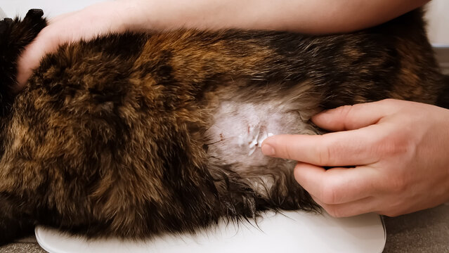 A man helps to cat holding and smearing a laceration with treatment ointment. A bloody bite wound on the pet's body after fight. The injured area of skin. Animal care. Owner love. High quality photo. 