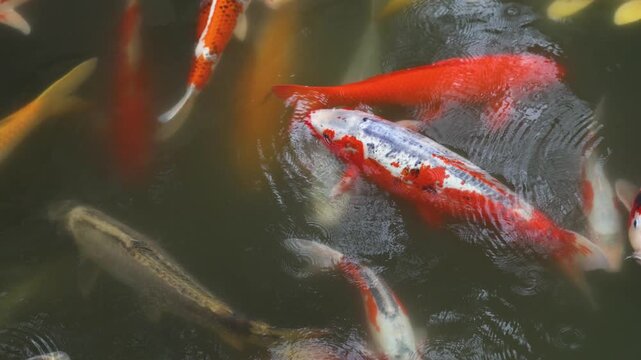 Colorful Koi Carp swimming in koi pond at Shukkeien Garden in Hiroshima, Japan, Japanese Nishikigoi Fish in park lake, Hiroshima prefecture, Carps in traditional Japanese garden, water garden