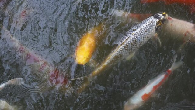 Colorful Koi Carp swimming in koi pond at Shukkeien Garden in Hiroshima, Japan, Japanese Nishikigoi Fish in park lake, Hiroshima prefecture, Carps in traditional Japanese garden, water garden
