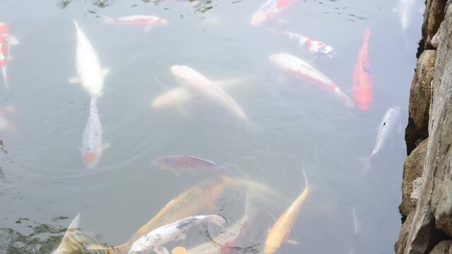 Colorful Koi Carp swimming in koi pond at Shukkeien Garden in Hiroshima, Japan, Japanese Nishikigoi Fish in park lake, Hiroshima prefecture, Carps in traditional Japanese garden, water garden