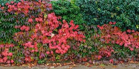 Colorful vines cover the wall in autumn with leaves changing to bright shades of red and green in a garden setting © Fleuronica