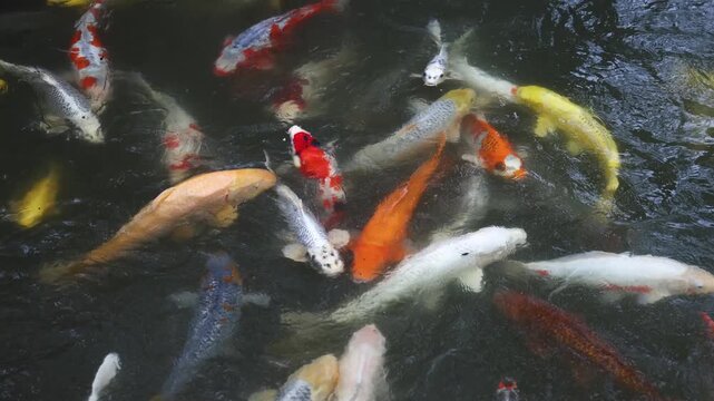 Colorful Koi Carp swimming in koi pond at Shukkeien Garden in Hiroshima, Japan, Japanese Nishikigoi Fish in park lake, Hiroshima prefecture, Carps in traditional Japanese garden, water garden