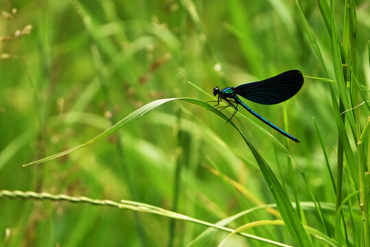 Libelle auf Grashalm