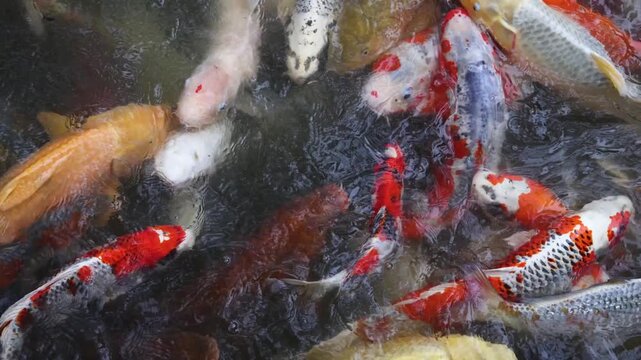 Colorful Koi Carp swimming in koi pond at Shukkeien Garden in Hiroshima, Japan, Japanese Nishikigoi Fish in park lake, Hiroshima prefecture, Carps in traditional Japanese garden, water garden