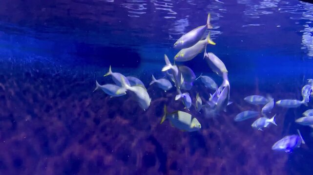 Green sea turtle Chelonia mydas gliding through blue aquarium among colorful tropical fish near coral wall
