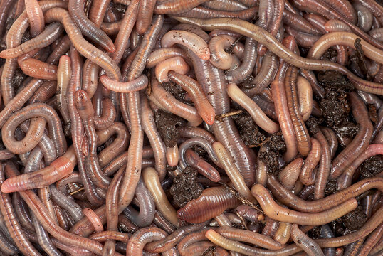 Group earthworms as background, top view. Recycling plant and kitchen food waste into a rich fertilizer. Gardening concept.