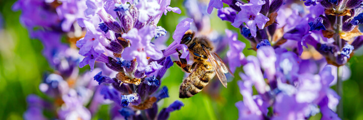 Bees gather nectar from lavender flowers in a garden during daytime in spring © Fleuronica
