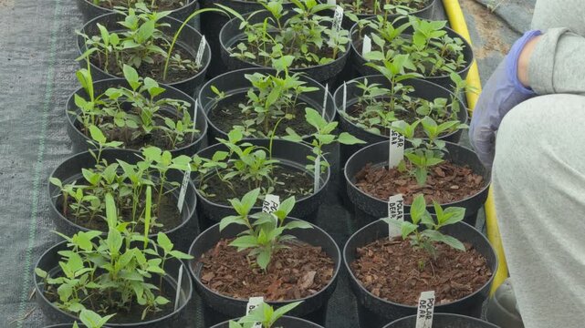 Gardener weeding young potted plants in greenhouse