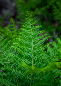 green fern leaf