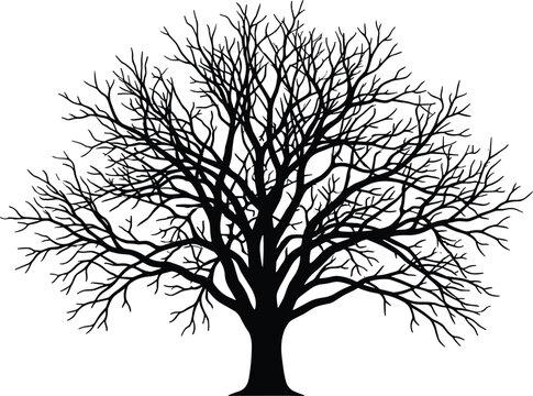 Black silhouette of a leafless tree on white background, bare tree