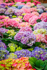 Obraz premium Bright colorful flowers bloom in a garden during springtime with various shades and types present in full display