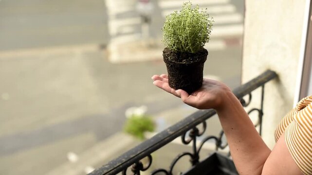 A woman holds a fresh green thyme plant with visible soil and roots in her open palm above a balcony. The herb is ready for planting into a container during home gardening.