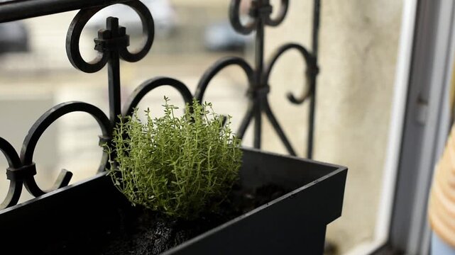 Water flows from a watering can over fresh green thyme, Thymus vulgaris, growing in a balcony box. Droplets splash onto the aromatic leaves in a sustainable garden setup.
