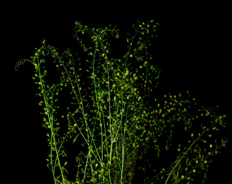 Passerage de Virginie (Lepidium virginicum)