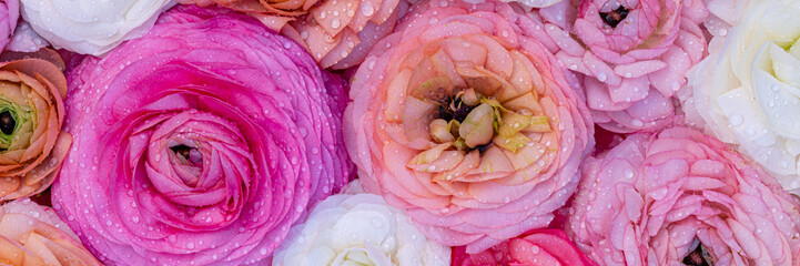 Fototapeta premium Colorful flowers with water droplets after rain on a bright day in a garden