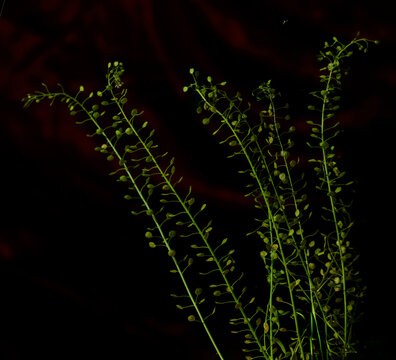 Passerage de Virginie (Lepidium virginicum)