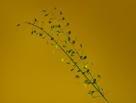 Passerage de Virginie (Lepidium virginicum)