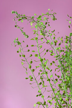 Passerage de Virginie (Lepidium virginicum)