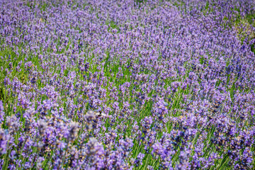 Obraz premium Purple flowers cover a large field in bloom under the bright sun during a warm afternoon in summer
