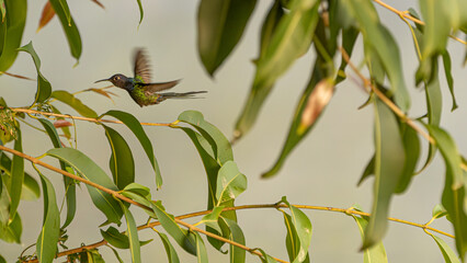 Obraz premium Hummingbird, a beautiful hummingbird in flight amidst the foliage of a tree in a park in Brazil, selective focus.