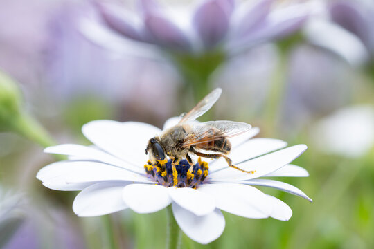 bee taking pollen from a flower