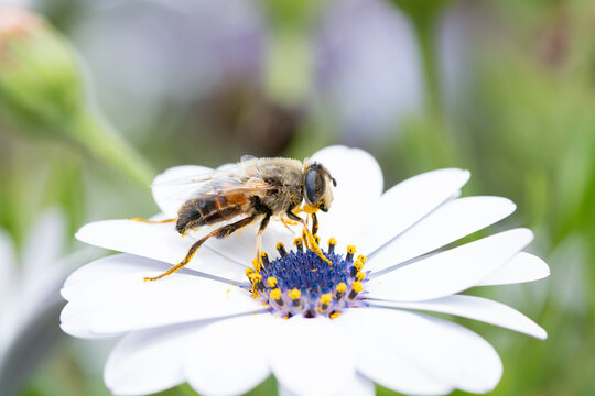 bee taking pollen from a flower