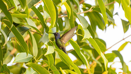 Obraz premium Hummingbird, a beautiful hummingbird in flight amidst the foliage of a tree in a park in Brazil, selective focus.