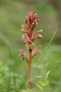 un fiore delle orobanche in primavera nel bosco