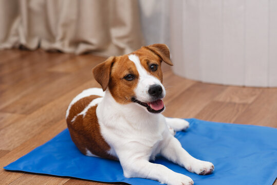 Cute Jack Russell Terrier dog lying comfortably on a blue cooling mat at home