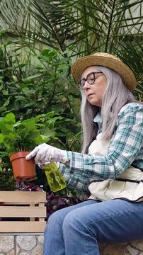 Good-looking concentrated 65-70-aded woman in straw hat and glasses dressed in shirt and jeans with apron sitting on concrete parapet in orangery and spraying flowers with water