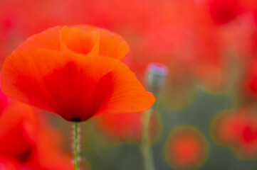 Fototapeta premium Macro shot of a vibrant red poppy flower in a field with soft bokeh background. Summer wildflowers blooming in the green meadow. Natural beauty concept, selective focus, blur, background