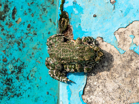 two frogs sits on steps of abandoned pool