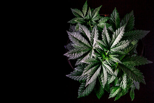 Close-up young hemp. Cannabis is a standoff between a drug and a medicine.growing organic cannabis background herb on the farm