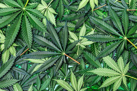 CBD Beautiful background green cannabis flowers.Cannabis Sativa Leaves On Dark - Medical Legal Marijuana.cbd oil - medical marijuana concept,alternative herb medicine.
