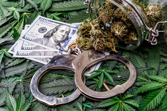 Handcuffs on green leaves and cannabis buds closeup.Money and Marijuana Plant Close Up.Weed. Drugs