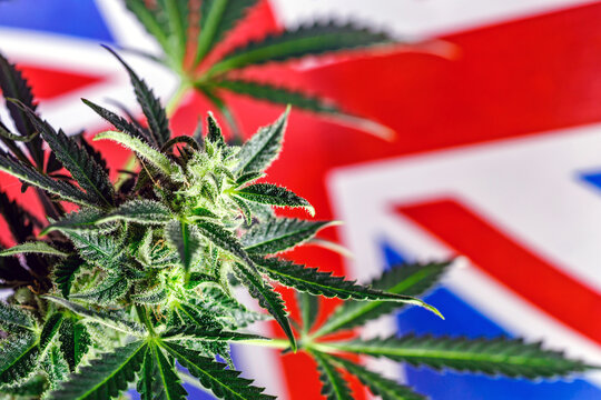 Cannabis legalization concept in Great Britain.Legalization Marijuana or Cannabis.Medical Oil Cannabis