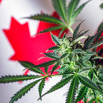 Cannabis legalization concept in Canada.Legalization Marijuana or Cannabis.Medical Oil Cannabis
